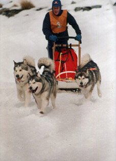 sleddogs3.jpg